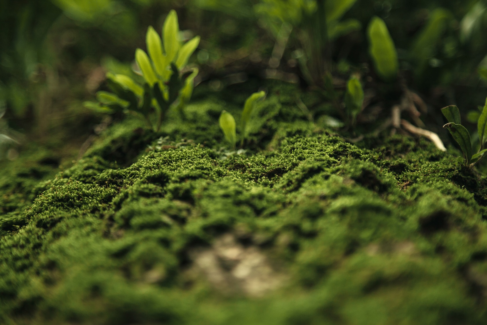 Nigeria’s National Carbon Market Framework